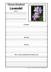 Pflanzensteckbrief-Lavendel.pdf